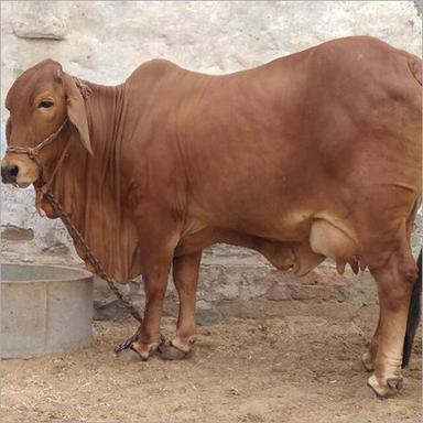 High Milking Sahiwal Cow