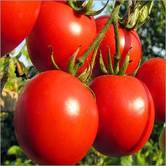 Round Fresh Tomatoes