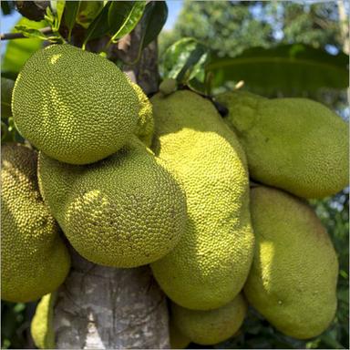 Fresh Jackfruit Shelf Life: 1 Months