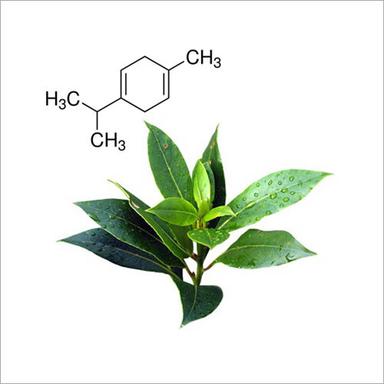 Gamma Terpinene Natural Ingredients: Herbal Extract