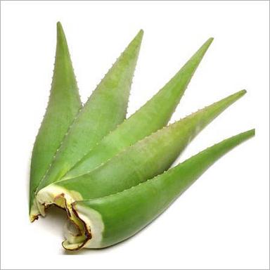 Green Aloe Vera Leaves Grade: Herbal Grade