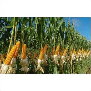 Yellow Corn Broken Ratio (%): 2%