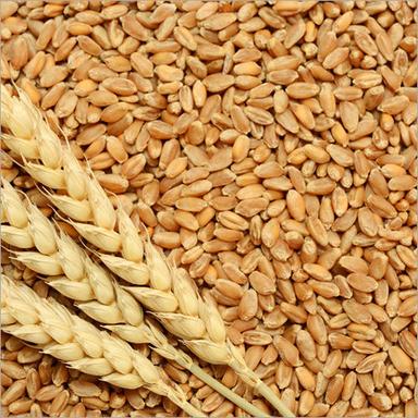 Natural Wheat Grain