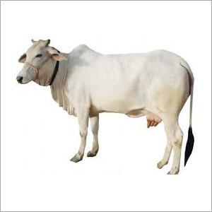 Pure Tharparkar Cow