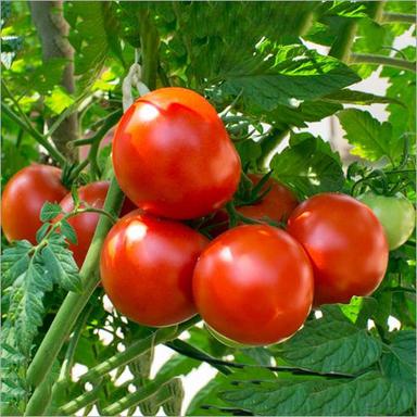Fresh Tomato Shelf Life: 4 Days