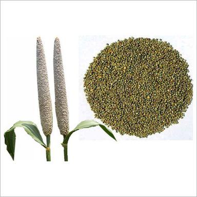 Natural Bajra Seeds Purity: 99%
