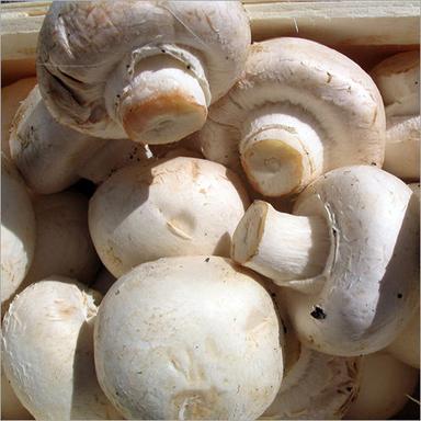 Common Fresh Mushroom