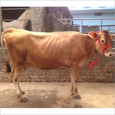 Brown Dairy Jersey Cow