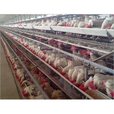 Durable Poultry Layer Cages