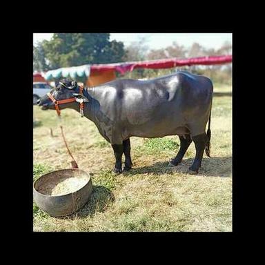  एक काला भारतीय शुद्ध मुर्रा भैंस