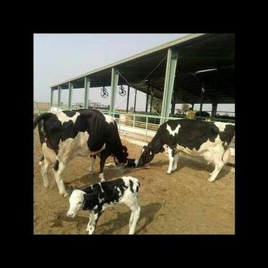  बछड़े के साथ काली और सफेद Hf गाय 