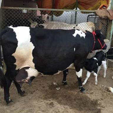 Black Amd White Hf Cross Cow