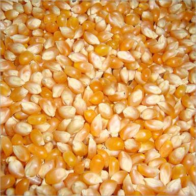 Organic Raw Corn Grain