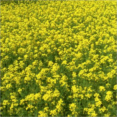 Organic Rag-87(Gold Beauty) Mustard Seeds