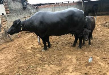 Black Milk Yield Murrah Buffalo