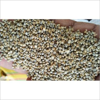 Organic Yellow Millet Seed