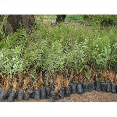 Green Deshi Aawla Plant