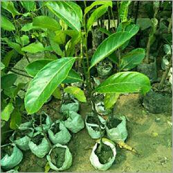 Desi Jackfruit Plant