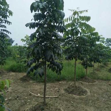 Green Mohangini Plant
