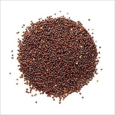 Fresh Mustard Seeds