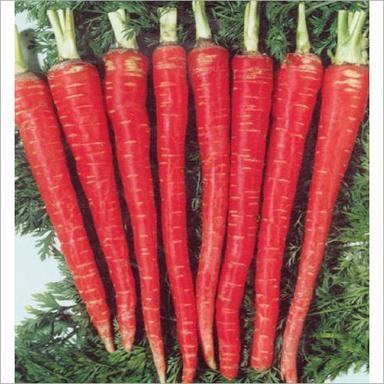 Fresh Red Carrot