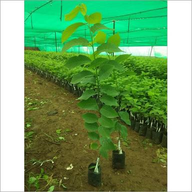 Custard Apple Plant