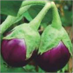 F1 Brinjal Dev 07