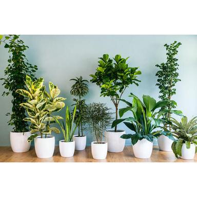White Indoor Or Outdoor Plants