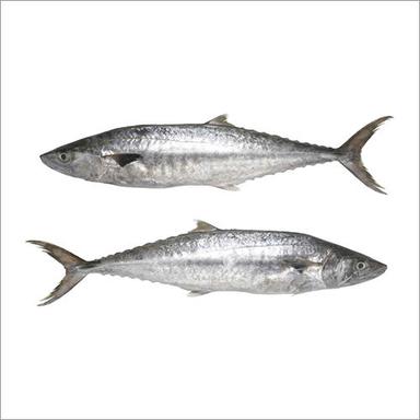 Seer Fish (King Fish Surmai  Chapari)
