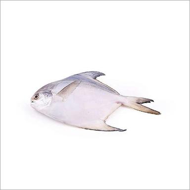 Silver Pomfret (Paplet)