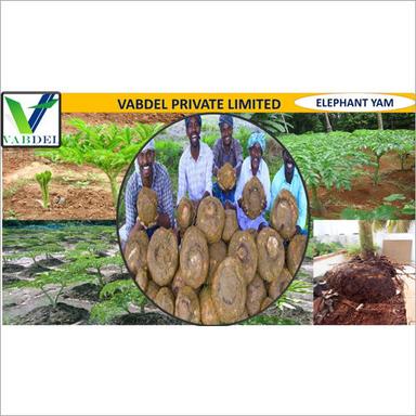 Fresh Elephant Yam