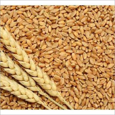 Wheat Grain