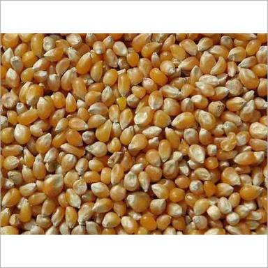 Yellow Maize For Cattle Poultry Fish Feed