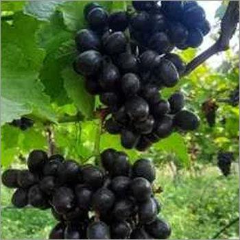 Organic Jumbo Seedless Grapes