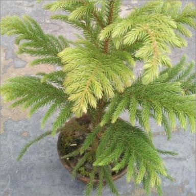 Krishmas Tree Plant