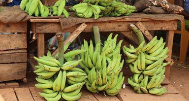 Quality Green Plantain For Sale Shelf Life: 24 Months