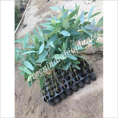 Green Natural Eucalyptus Plant