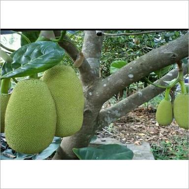 Green Thai Jackfruit Plant