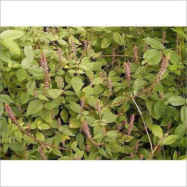 Achyranthes Aspera Plant Extract Usage: Medicated
