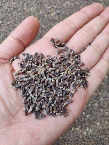 Organic Black Wheat Moisture (%): 10