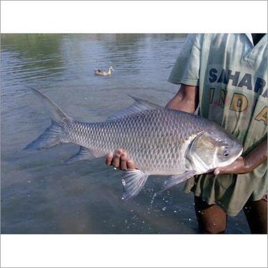  ताजा मछली का वजन: 1-3 किलोग्राम (किग्रा) 