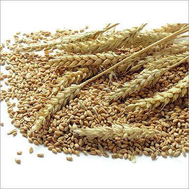 Brown Whole Wheat Grain