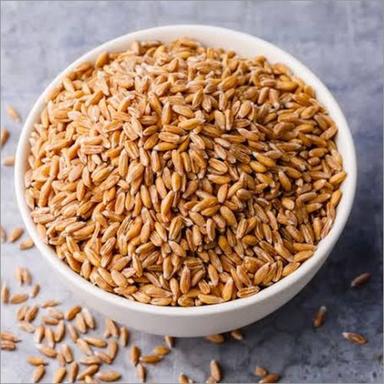 Indian Wheat Grain