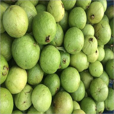 Fresh Guava Fruit