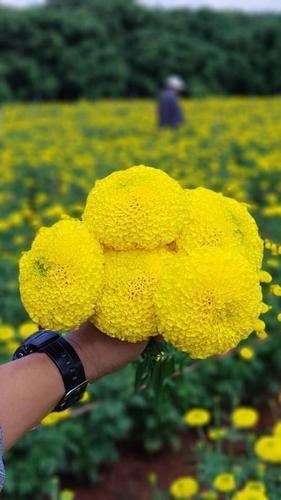 Open Field Tokyo F1 Marigold Seeds