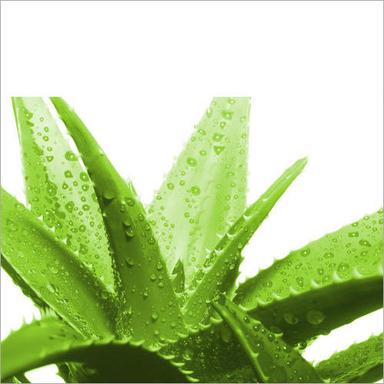 Aloe Vera Extract