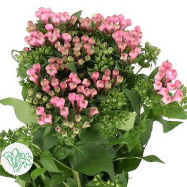 Bouvardia Light Pink