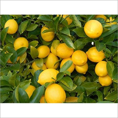 Yellow Fresh Lemon