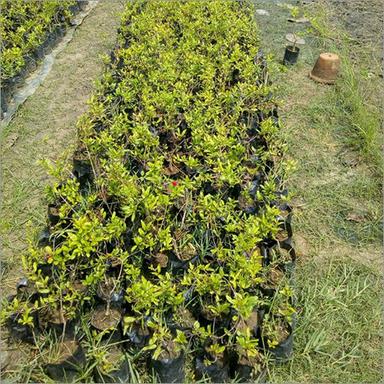 Green Natural Custard Apple-Sitafal Plant