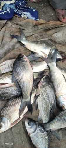 Rohu fish